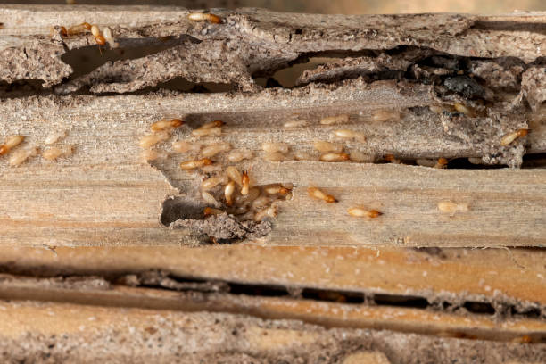 Flea Control Services in Montgomeryville, PA